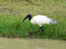 Black-headed Ibis