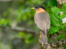 Brahminy Starling