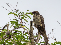 Asian Koel