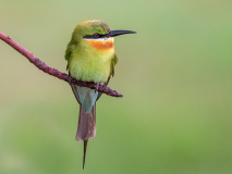 Blue-tailed Bee-eater