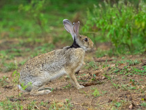 Black-naped Hare