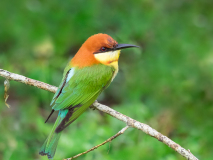 Chestnut-headed Bee-eater
