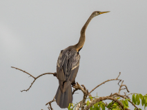 Oriental Darter