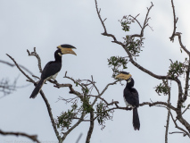 Malabar Pied Hornbill