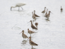 Black-tailed Godwit