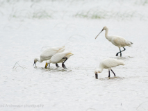 Eurasian Sponbills