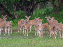 Spotted Deer
