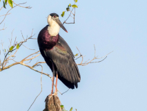 Wooly-necked Stork