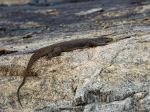 Bengal monitor