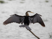 Oriental Darter