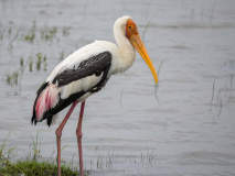 Painted Stork