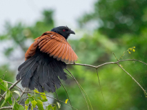 Greater Coucal
