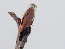 Brahminy Kite