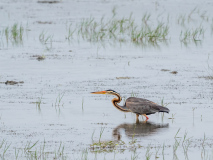 Purple Heron