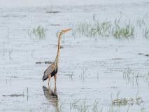 Purple Heron