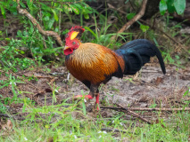Sri Lanka Jungle Fowl
