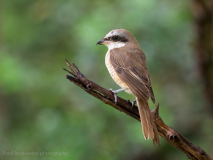 Brown Shrike