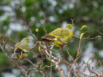 Orange-breasted Green Pigeon