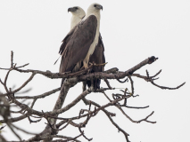 White-bellied Sea Eagle