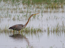 Purple Heron
