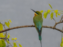 Blue-tailed Bee-eater