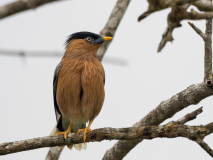 Brahminy Starling