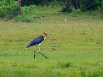 Lesser Adjutant
