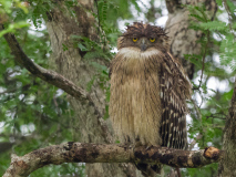 Brown Fish Owl