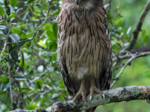 Brown Fish Owl