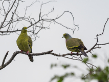 Sri Lanka Green Pigeon