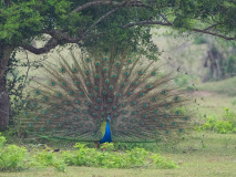 Indian Peafowl