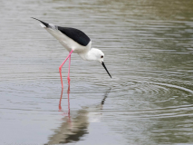 Black-winged Stilt