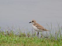 Siberian Sand-Plover