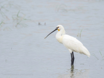Eurasian Spoonbill