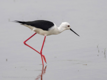 Black-winged Stilt