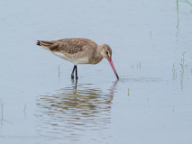 Black-tailed Godwit