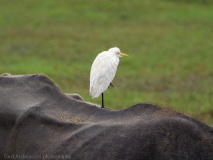 Cattle Egret