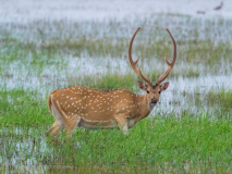 Spotted Deer