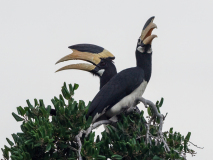 Malabar Pied Hornbills