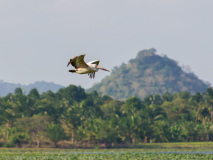 Spot-billed Pelican
