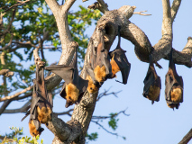 Indian fruit bats