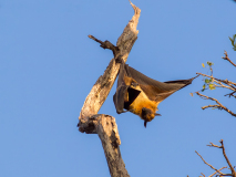 Indian fruit bat