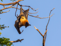 Indian fruit bat