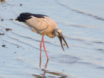 Open-billed Stork