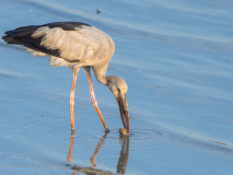 Open-billed Stork