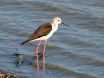 Black-winged Stilt