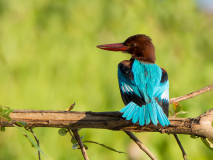 White-throated Kingfisher