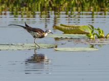 Pheasant-tailed Jacana