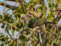 Green Imperial Pigeon