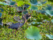 Purple Heron